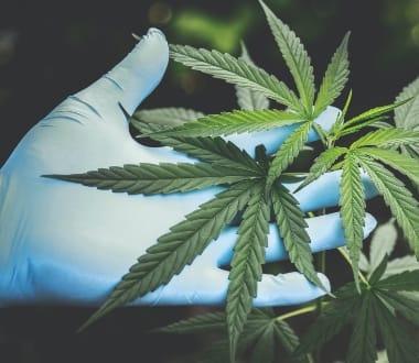 Cannabis as a tool for mania and depression.